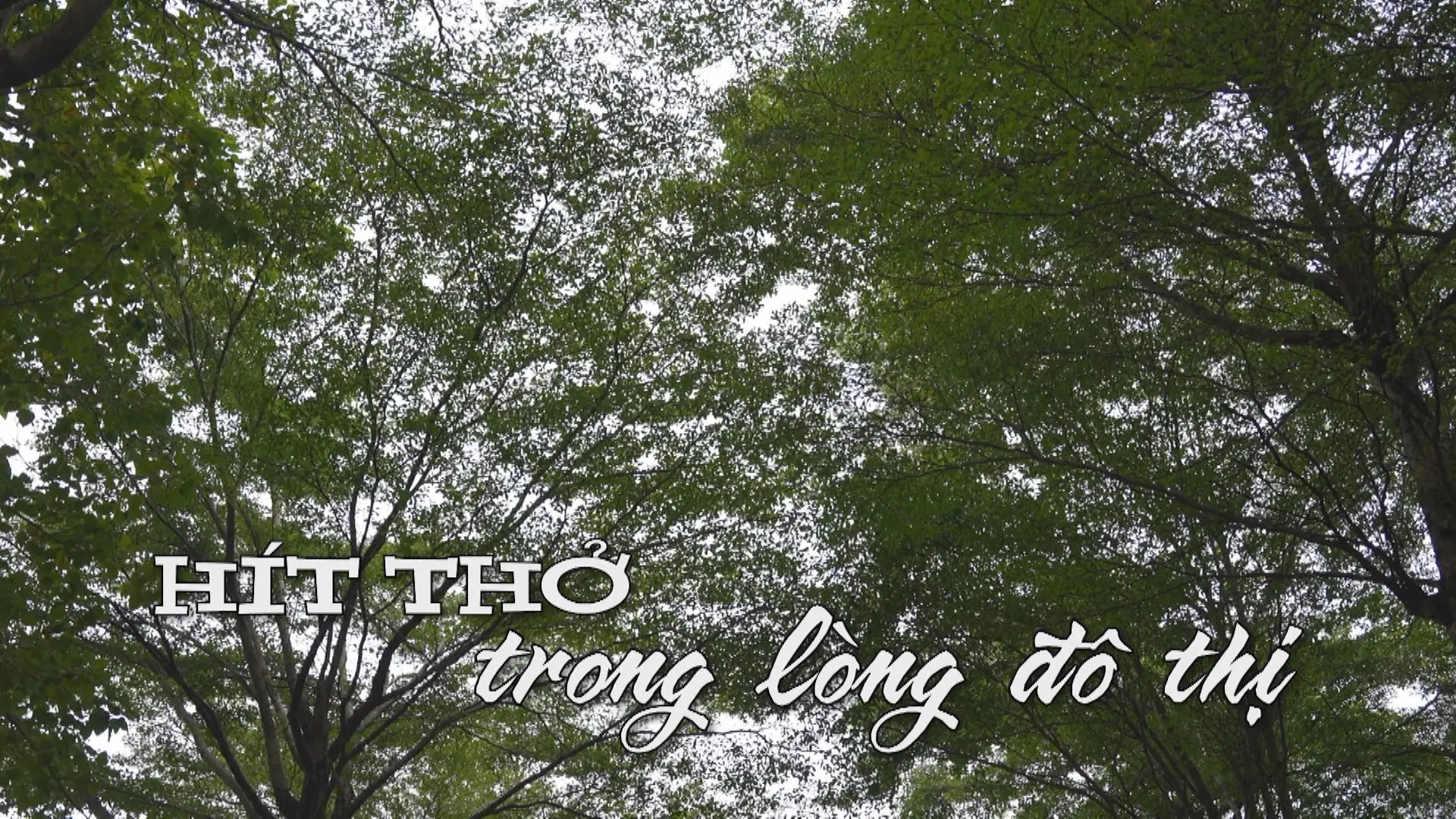 Hít thở trong lòng đô thị | Nhịp sống Hà Nội | 04/12/2025